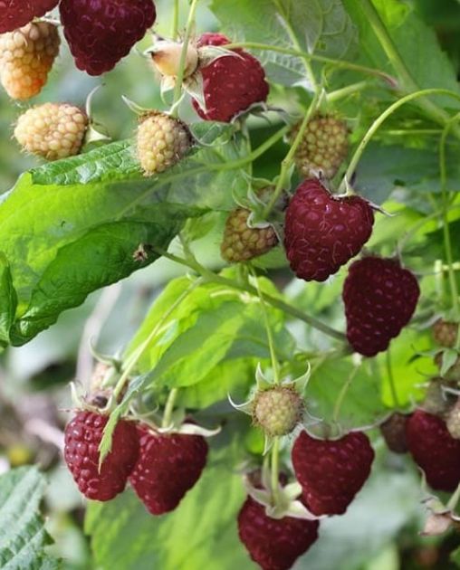 Rubus Crimson night 1 gal