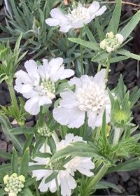 Scabiosa Fama White 1 gal