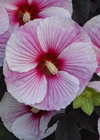 Hibiscus Starry Night 2 gal