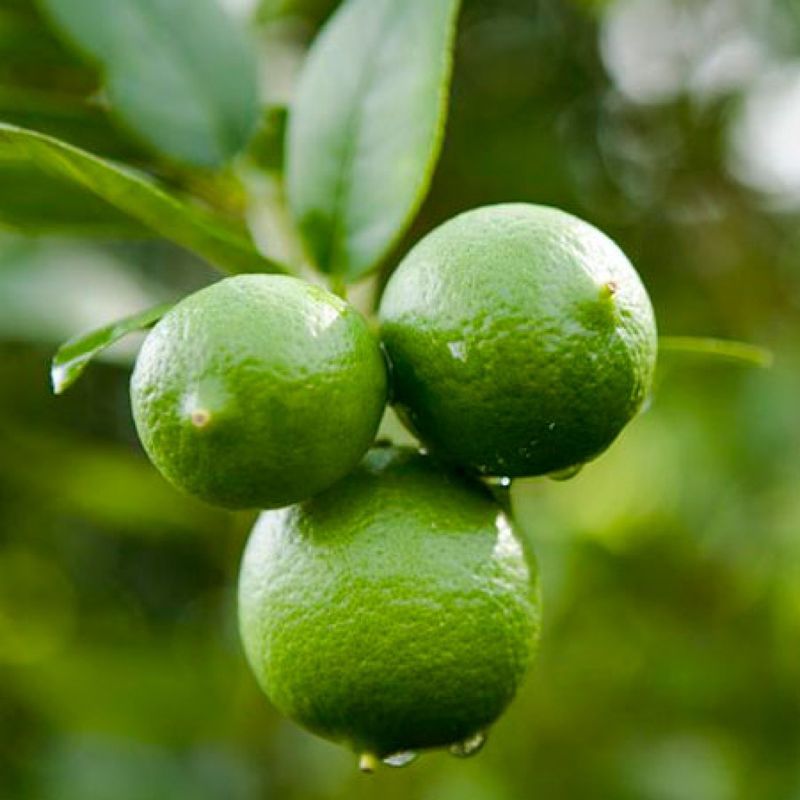 Key Lime 1 gal