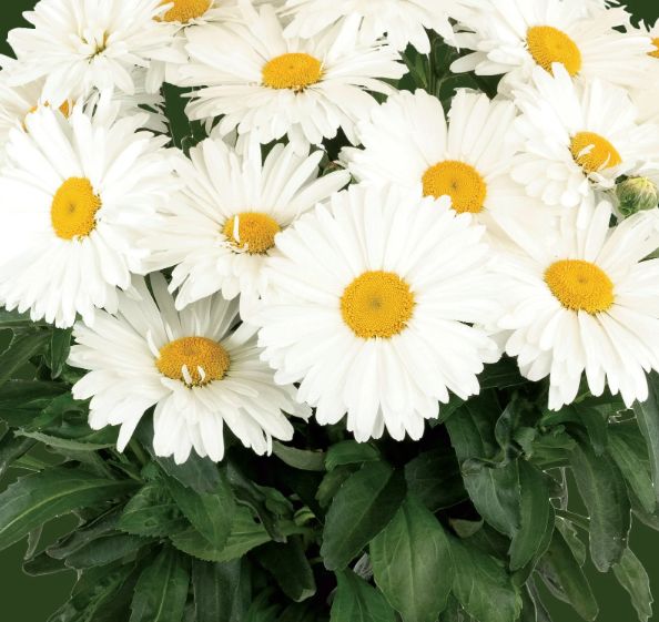 Shasta Daisy Kylie 1 gal