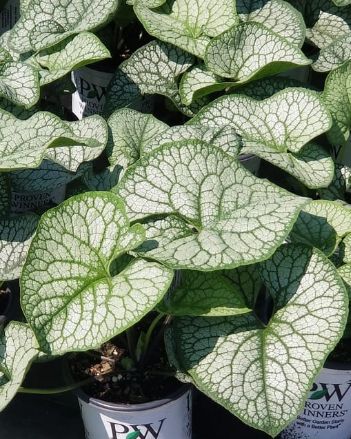Brunnera Jack of Diamonds 1 gal