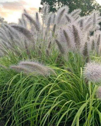 Pennisetum Lemon Squeeze 1 gal