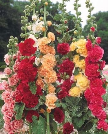 Alcea Chaters Double Mix 4"