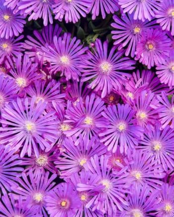 Ice Plant Orchid Flash 1 gal