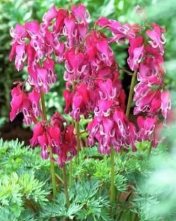 Dicentra Red Fountain 1 gal