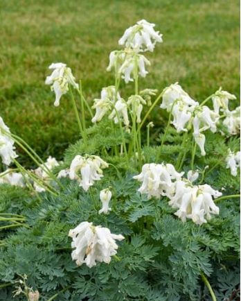 Dicentra White Diamonds 1 gal