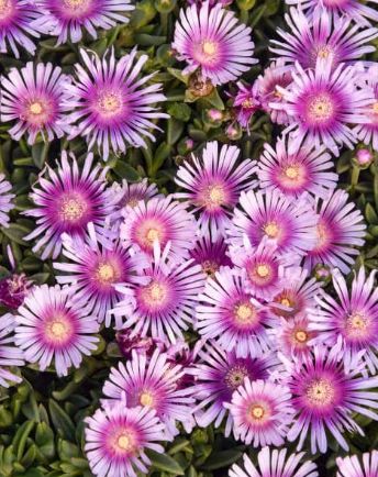 Ice Plant Pink Radiance 1 gal