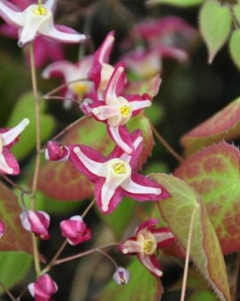 Epimedium Galadriel 1 gal