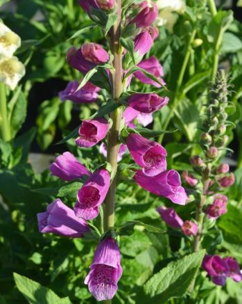 Digitalis Dalmation Purple 4"