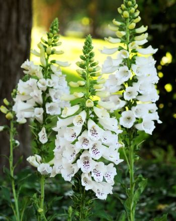 Digitalis Dalmation White 4"