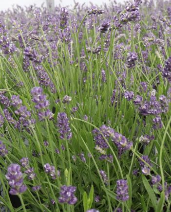 Lavender Summer Serenade 1 gal