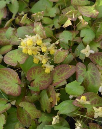 Epimedium Sulphureum 4"