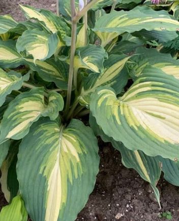 Hosta Shadowland Love Story 1 gal