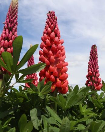 Lupine Westcountry Towering Inferno 1 gal