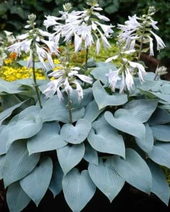Hosta Bulletproof 1 gal