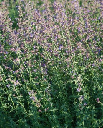 Nepeta Six Hills Giant 1 gal