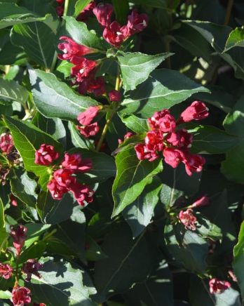 Weigela Date Night Maroon Swoon 2 gal