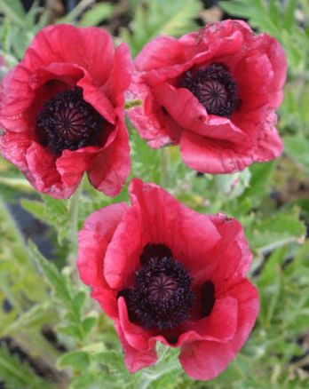 Papaver Royal Chocolate Distinction 1 gal