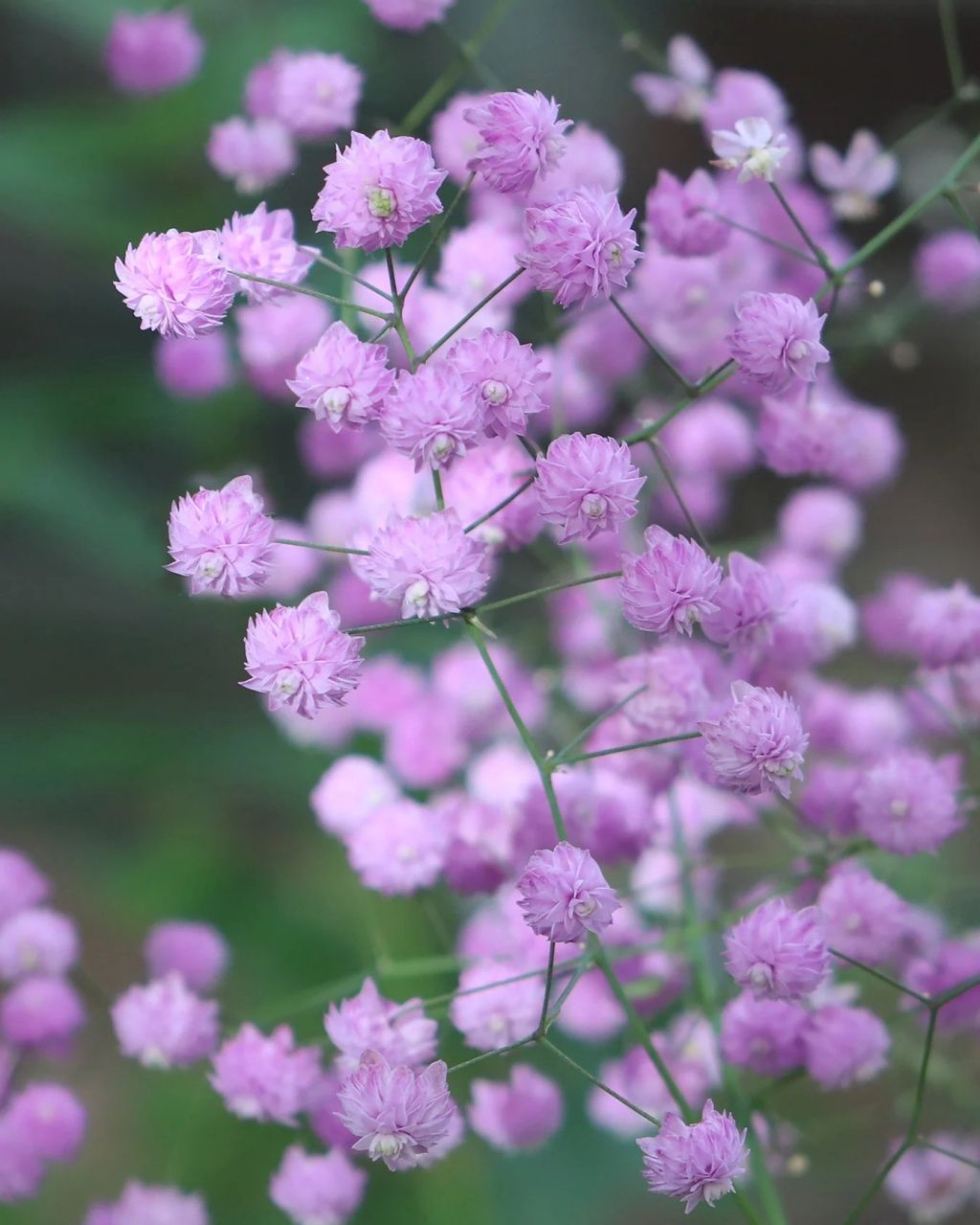 Thalictrum Hewitt's Double 1 gal