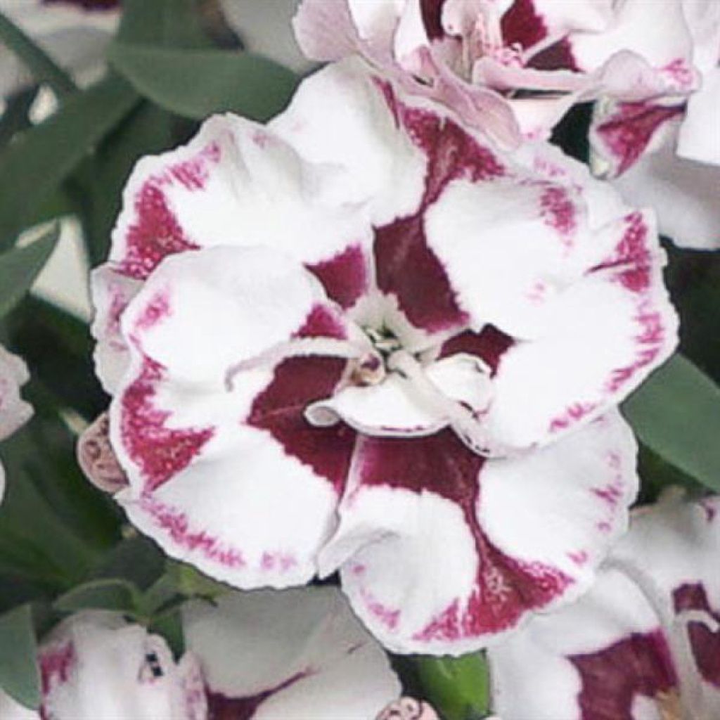Dianthus Everlast Cherry Swirl Qt