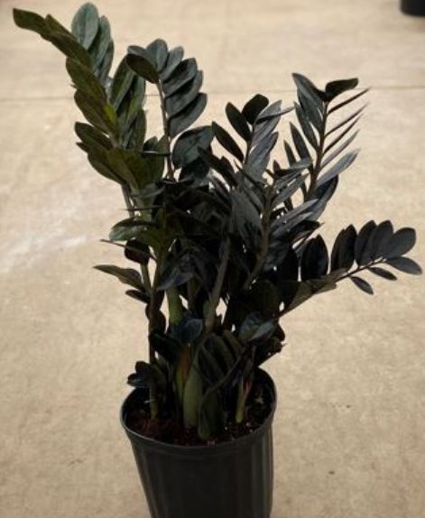 Black Raven ZZ 10" (3 gal)
