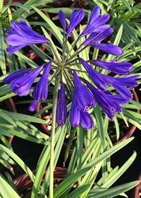 Agapanthus Brilliant Blue 1 gal