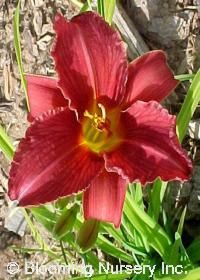 Daylily Ruby Stella 1 gal