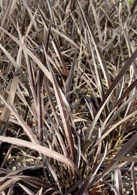 Phormium Black Rage 1 gal
