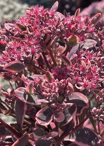 Sedum Dream Dazzler Qt
