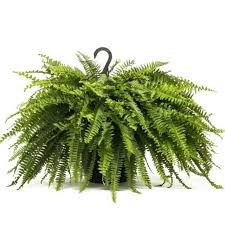 Boston Fern 6" HB