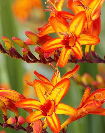 Crocosmia Firestarter 1 gal