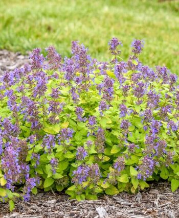 Nepeta Lemon Purrfection 1 gal