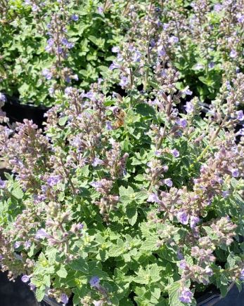 Nepeta Kitten Around 4"