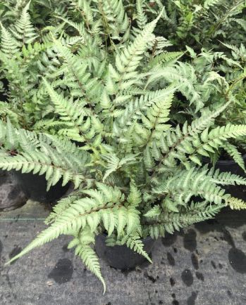 Japanese Painted Fern Metallicum 1 gal