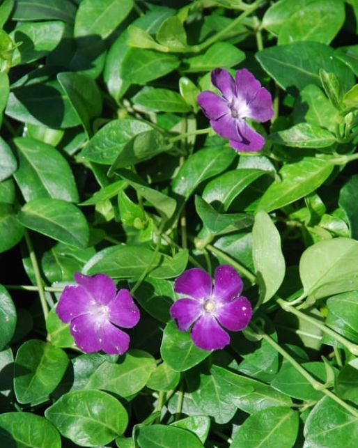 Vinca Atropurpurea 4"