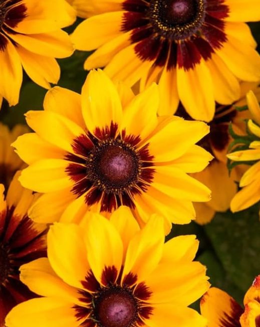Rudbeckia Pawnee Spirit 1 gal