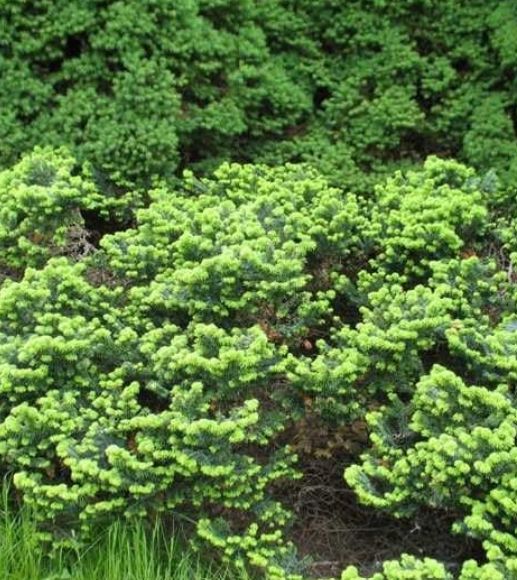 Abies Balsam nana 1 gal