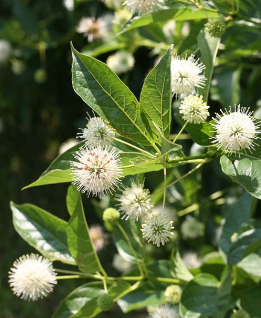 Cephalanthus Sugar Shack 2 gal