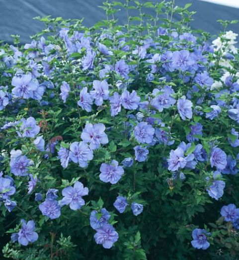 Hibiscus Chiffon Blue 2 gal