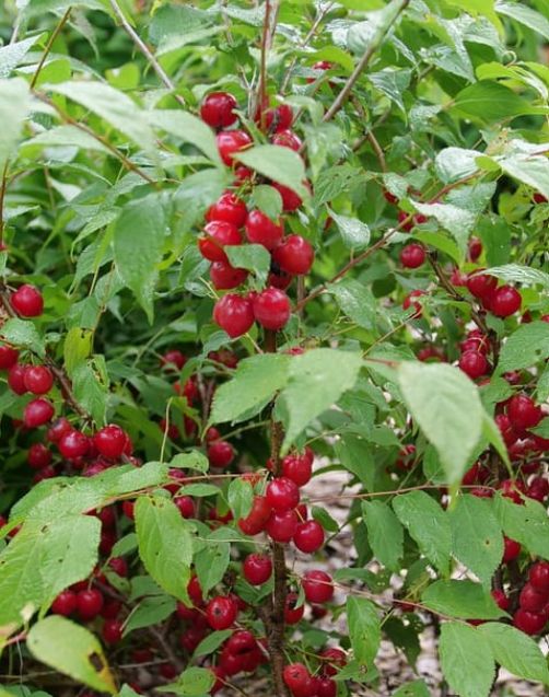Prunus Easy as Pie 2 gal