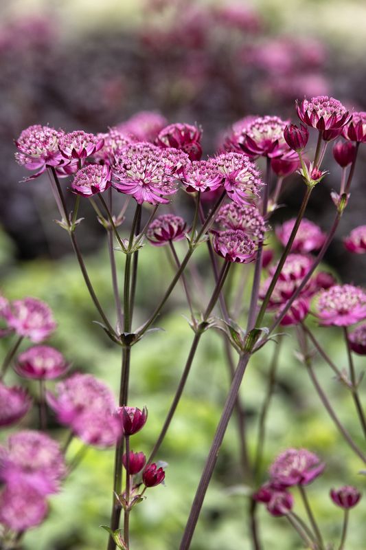 Astrantia Magical Diamonds Red 1 gal