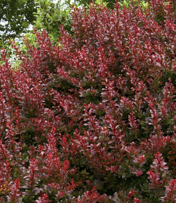 Barberry Cherry Bomb 1 gal