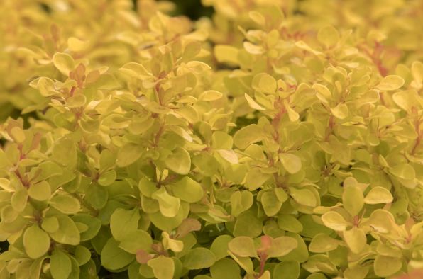 Barberry Golden Jackpot Joyce 2 gal