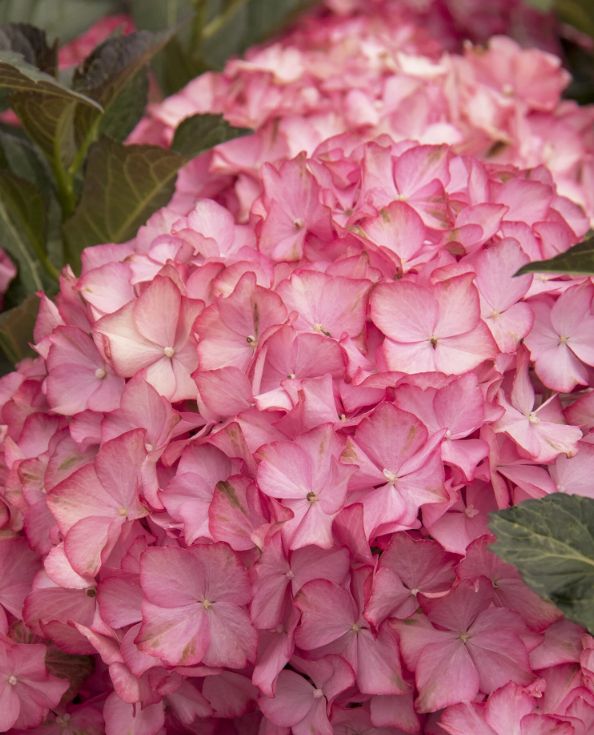Hydrangea Hamptons 5 gal