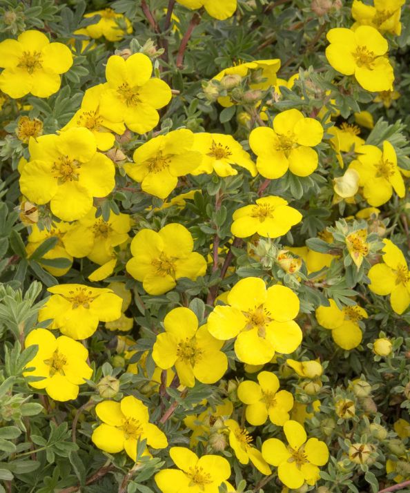 Potentilla Goldstar 1 gal