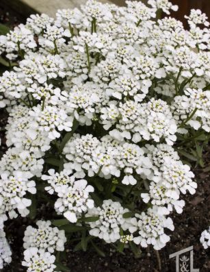 Iberis Summer snowdrift Qt