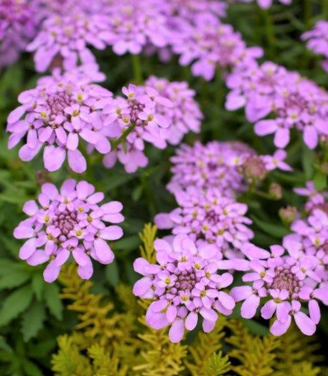 Iberis Mermaid Lavender Qt