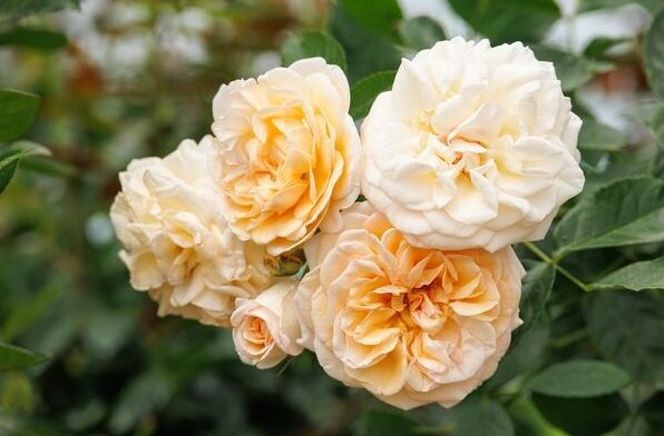 Rose Eau De Parfum Bubbly 2 gal