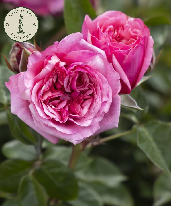Rose Eau De Parfum Blush 2 gal